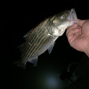 Image #2378 from GreatAnglers.com Image #2378 from GreatAnglers.com