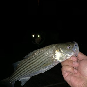 Image #2379 from GreatAnglers.com Image #2379 from GreatAnglers.com