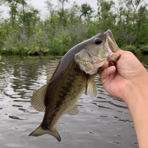 Image #2396 from GreatAnglers.com Image #2396 from GreatAnglers.com