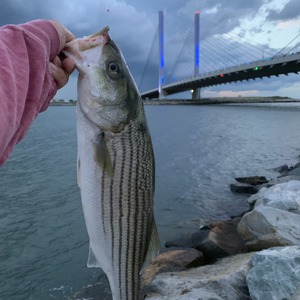 Image #2410 from GreatAnglers.com Image #2410 from GreatAnglers.com
