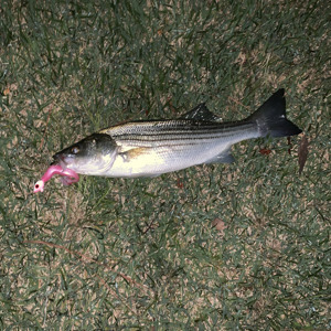 Image #2420 from GreatAnglers.com Image #2420 from GreatAnglers.com