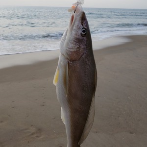 Image #2436 from GreatAnglers.com Image #2436 from GreatAnglers.com