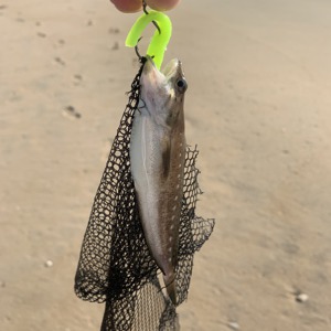 Image #2440 from GreatAnglers.com Image #2440 from GreatAnglers.com