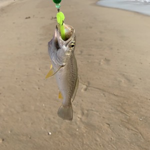 Image #2441 from GreatAnglers.com Image #2441 from GreatAnglers.com
