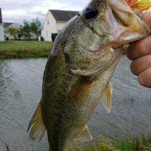 Image #2458 from GreatAnglers.com Image #2458 from GreatAnglers.com