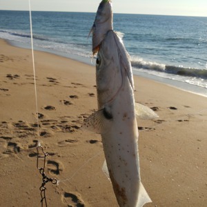 Image #2464 from GreatAnglers.com Image #2464 from GreatAnglers.com