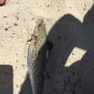 Image #2499 from GreatAnglers.com Image #2499 from GreatAnglers.com