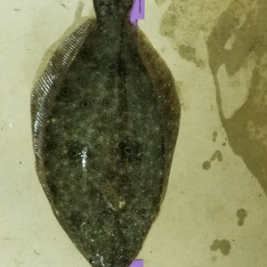 Image #2547 from GreatAnglers.com Image #2547 from GreatAnglers.com