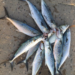 Image #2553 from GreatAnglers.com Image #2553 from GreatAnglers.com