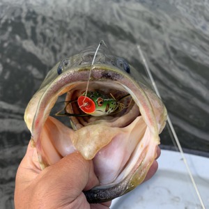 Image #2665 from GreatAnglers.com Image #2665 from GreatAnglers.com