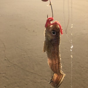 Image #2673 from GreatAnglers.com Image #2673 from GreatAnglers.com