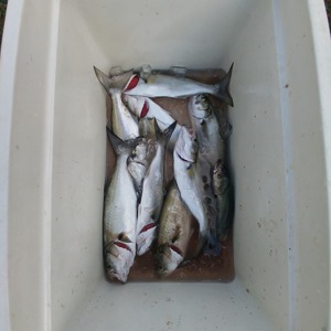 Image #2699 from GreatAnglers.com Image #2699 from GreatAnglers.com