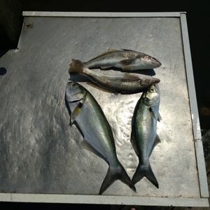 Image #2728 from GreatAnglers.com Image #2728 from GreatAnglers.com