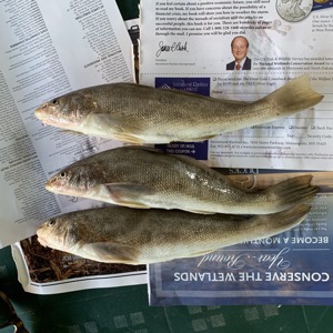 Image #2809 from GreatAnglers.com Image #2809 from GreatAnglers.com