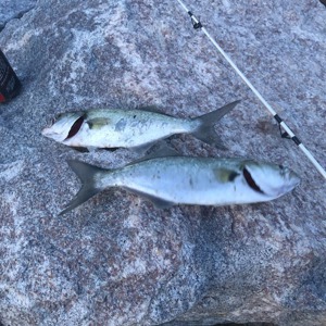 Image #2821 from GreatAnglers.com Image #2821 from GreatAnglers.com