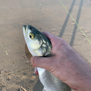 Image #2889 from GreatAnglers.com Image #2889 from GreatAnglers.com