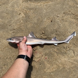 Image #2911 from GreatAnglers.com Image #2911 from GreatAnglers.com