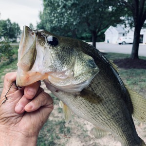 Image #2971 from GreatAnglers.com Image #2971 from GreatAnglers.com