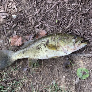 Image #2972 from GreatAnglers.com Image #2972 from GreatAnglers.com