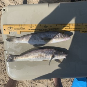Image #3055 from GreatAnglers.com Image #3055 from GreatAnglers.com
