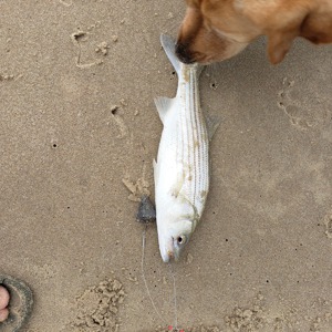 Image #3097 from GreatAnglers.com Image #3097 from GreatAnglers.com