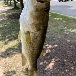 Image #3153 from GreatAnglers.com Image #3153 from GreatAnglers.com