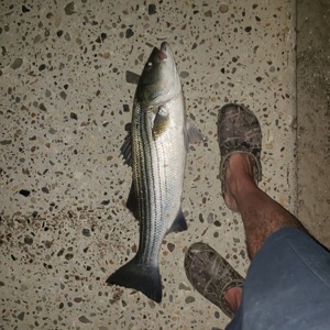 Image #3156 from GreatAnglers.com Image #3156 from GreatAnglers.com