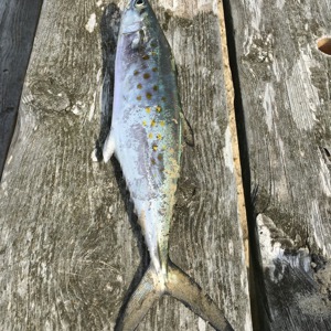 Image #3159 from GreatAnglers.com Image #3159 from GreatAnglers.com