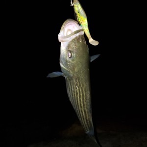 Image #3164 from GreatAnglers.com Image #3164 from GreatAnglers.com