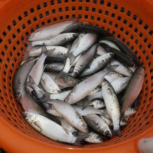 Image #3171 from GreatAnglers.com Image #3171 from GreatAnglers.com