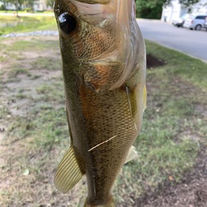 Image #3177 from GreatAnglers.com Image #3177 from GreatAnglers.com