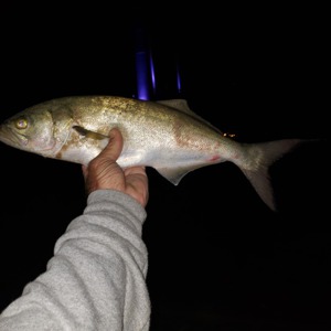 Image #3192 from GreatAnglers.com Image #3192 from GreatAnglers.com