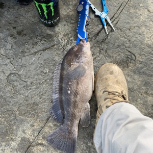 Image #3223 from GreatAnglers.com Image #3223 from GreatAnglers.com