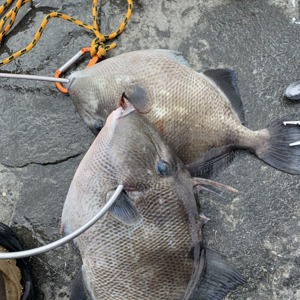 Image #3224 from GreatAnglers.com Image #3224 from GreatAnglers.com