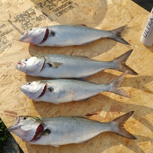 Image #3241 from GreatAnglers.com Image #3241 from GreatAnglers.com