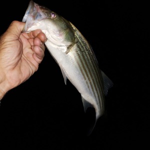 Image #3243 from GreatAnglers.com Image #3243 from GreatAnglers.com