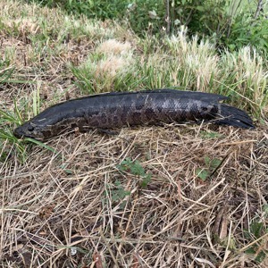Image #3246 from GreatAnglers.com Image #3246 from GreatAnglers.com
