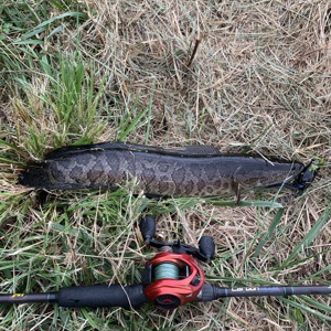Image #3247 from GreatAnglers.com Image #3247 from GreatAnglers.com
