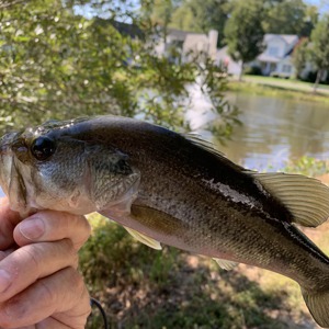 Image #3255 from GreatAnglers.com Image #3255 from GreatAnglers.com