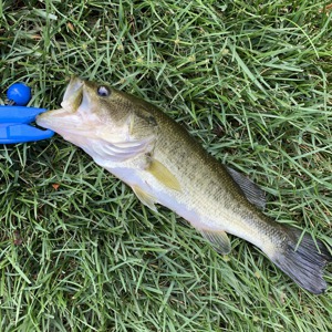 Image #3261 from GreatAnglers.com Image #3261 from GreatAnglers.com