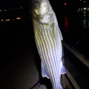 Image #3270 from GreatAnglers.com Image #3270 from GreatAnglers.com