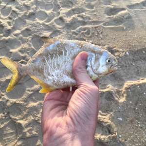 Image #3374 from GreatAnglers.com Image #3374 from GreatAnglers.com