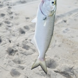 Image #3375 from GreatAnglers.com Image #3375 from GreatAnglers.com