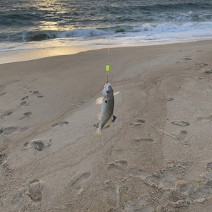 Image #3378 from GreatAnglers.com Image #3378 from GreatAnglers.com