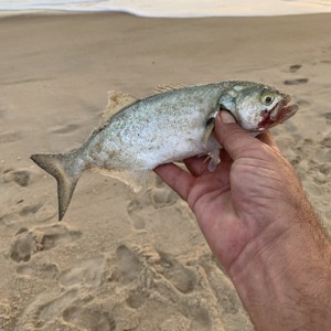 Image #3379 from GreatAnglers.com Image #3379 from GreatAnglers.com