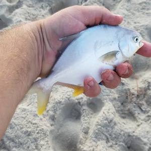 Image #3383 from GreatAnglers.com Image #3383 from GreatAnglers.com