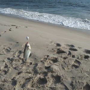 Image #3395 from GreatAnglers.com Image #3395 from GreatAnglers.com