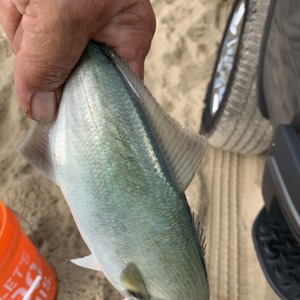 Image #3411 from GreatAnglers.com Image #3411 from GreatAnglers.com