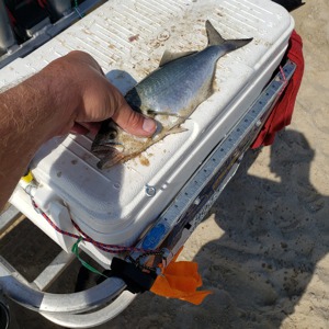 Image #3424 from GreatAnglers.com Image #3424 from GreatAnglers.com
