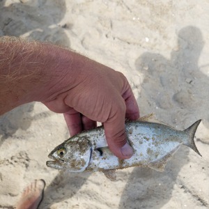 Image #3425 from GreatAnglers.com Image #3425 from GreatAnglers.com